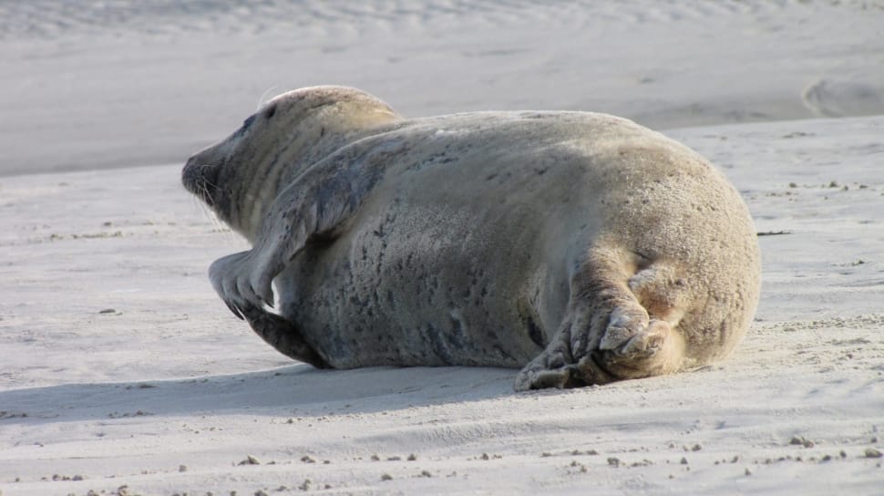 gray seal on white sand preview