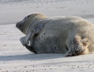 gray seal on white sand thumbnail