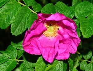 Bush, Blossom, Bloom, Wild Rose, Purple, leaf, flower thumbnail
