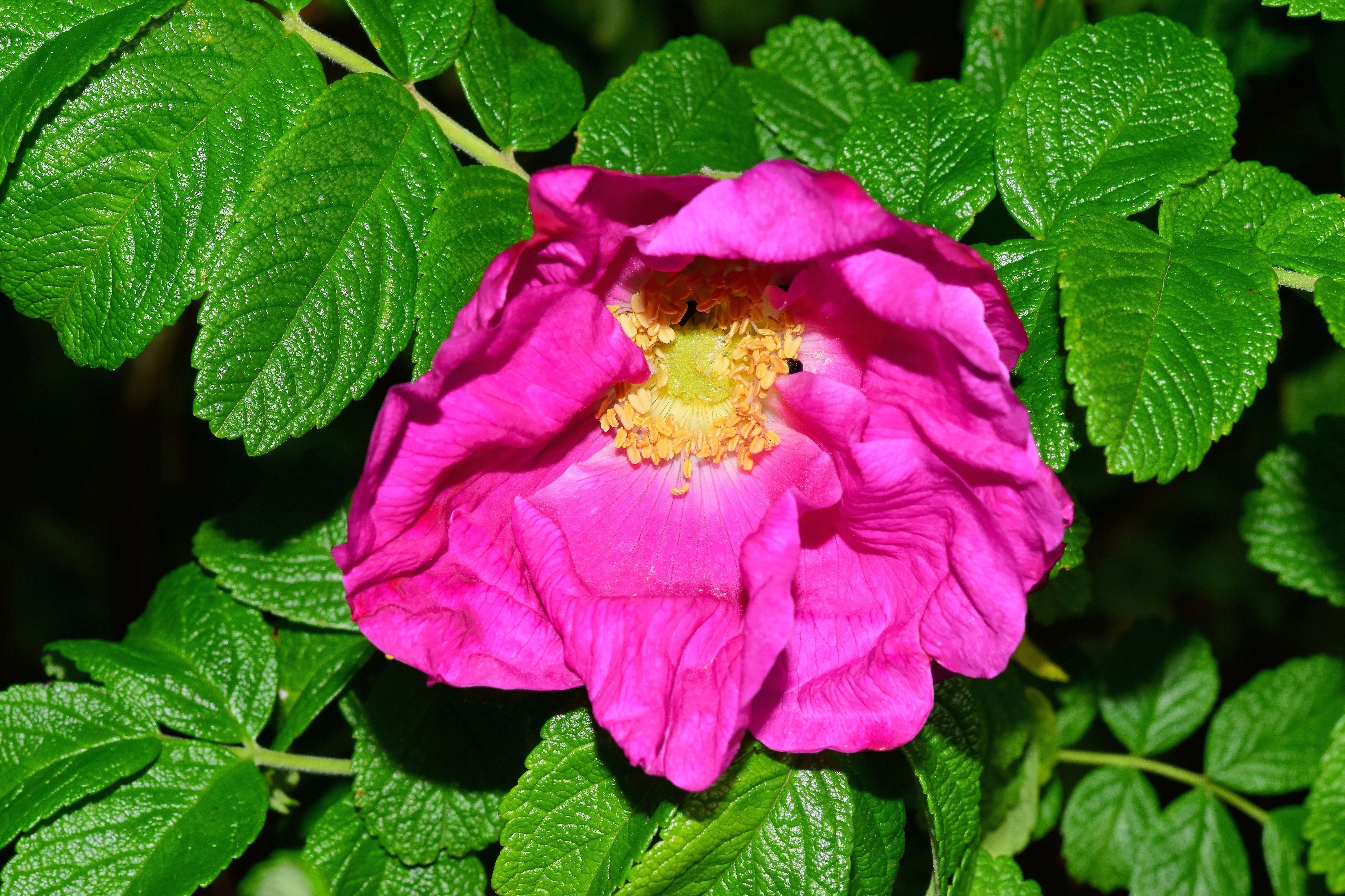 Bush, Blossom, Bloom, Wild Rose, Purple, leaf, flower