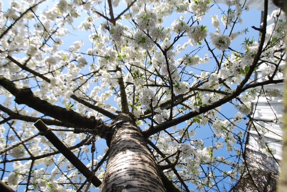 Spring, Tree, Flowers, Cherry, Flower, tree, low angle view preview