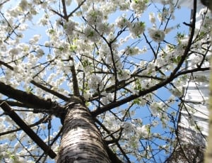 Spring, Tree, Flowers, Cherry, Flower, tree, low angle view thumbnail