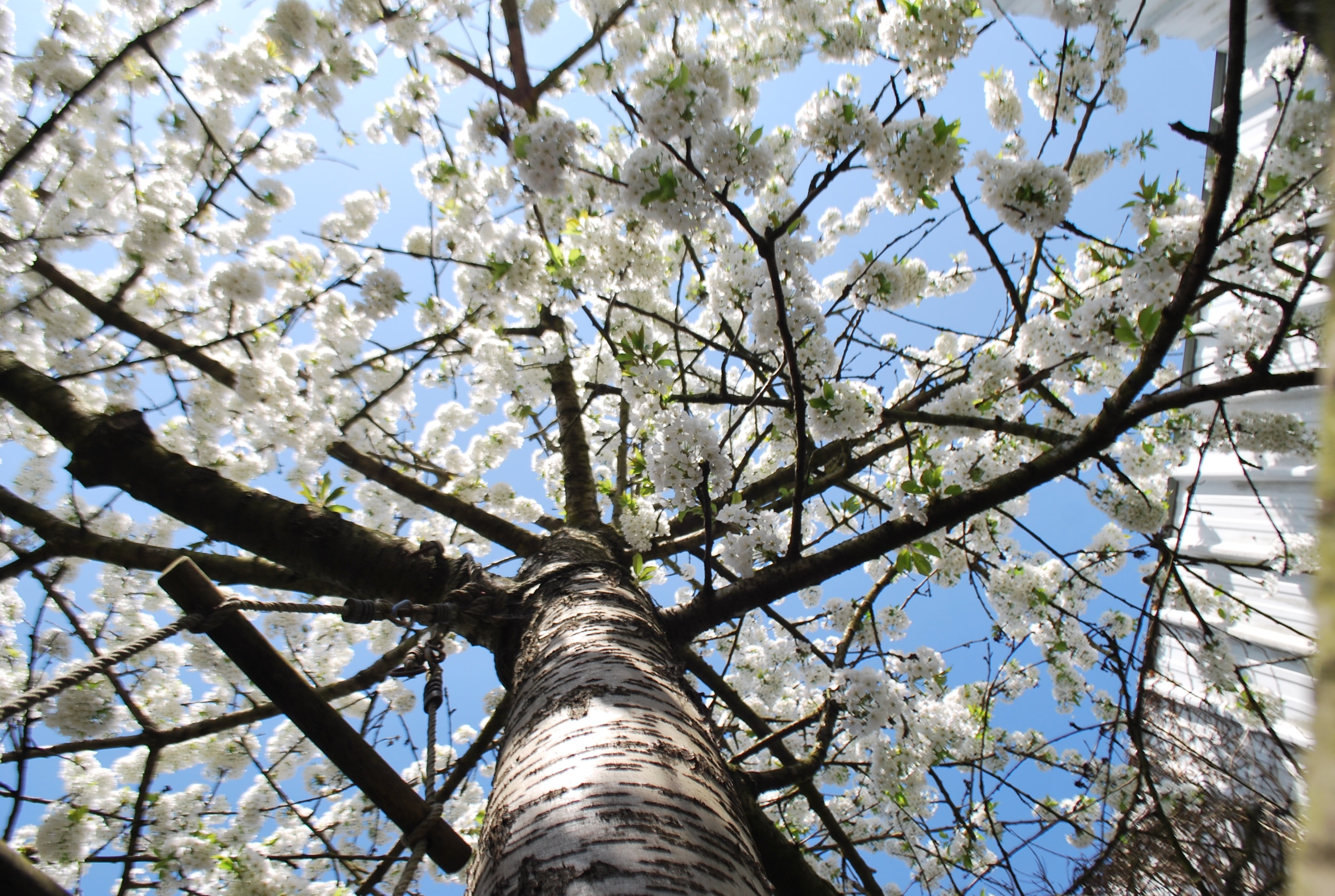 Spring, Tree, Flowers, Cherry, Flower, tree, low angle view