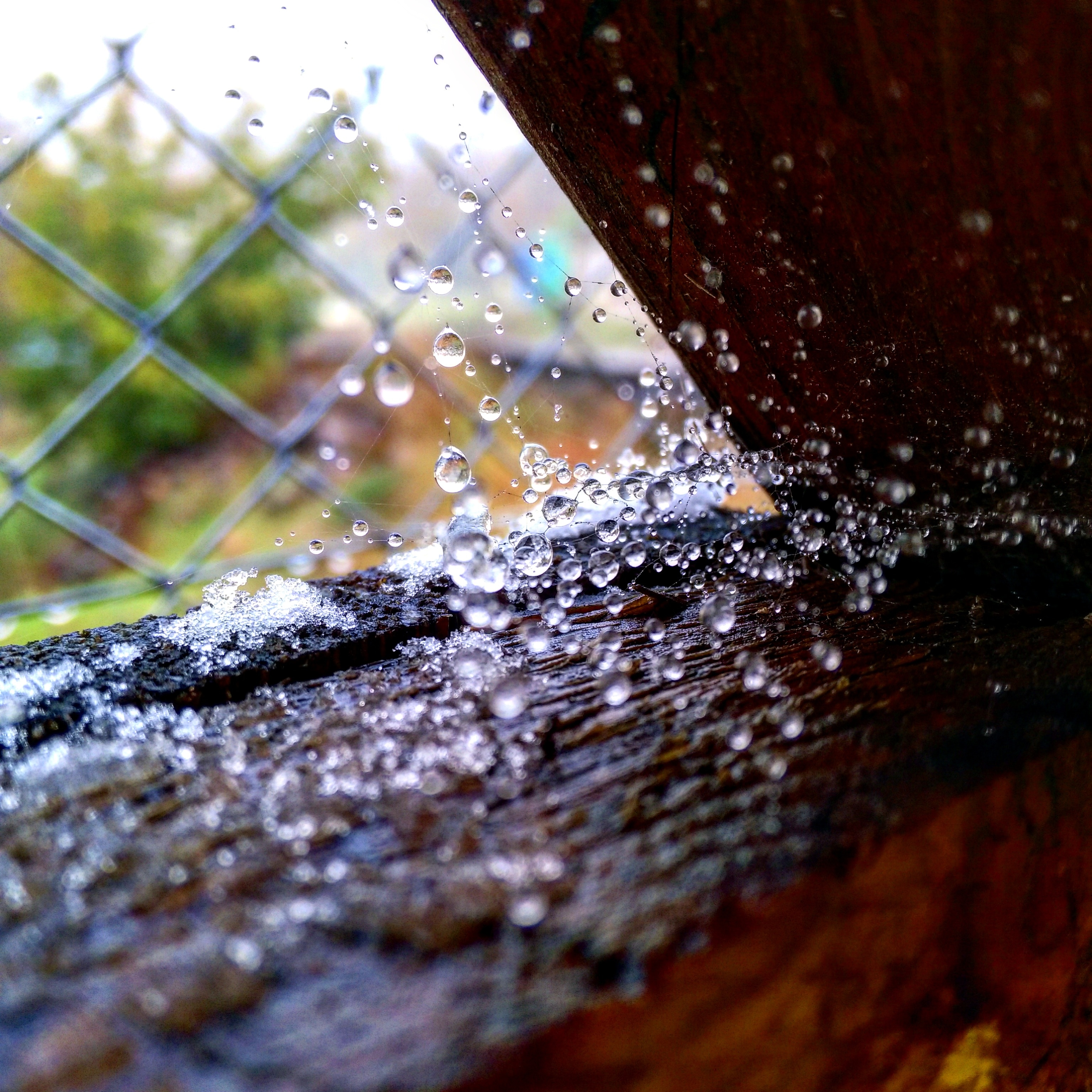 raindrop and gray metal fence