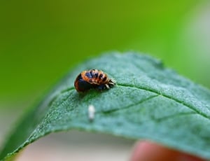 ladybug larvae on green leaf in macro photography during daytime thumbnail