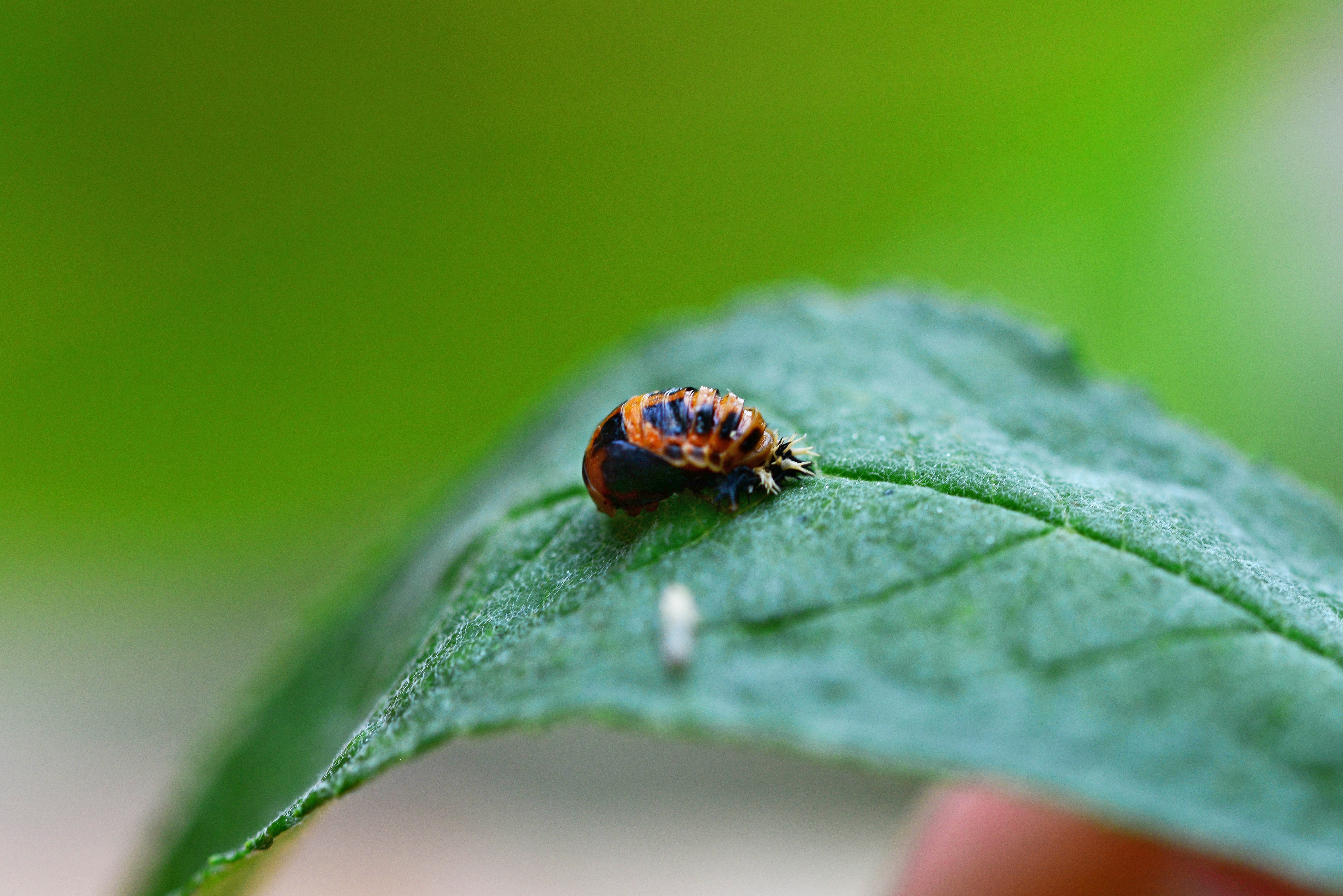 ladybug larvae on green leaf in macro photography during daytime