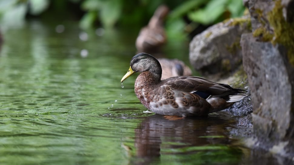 american black duck on water preview