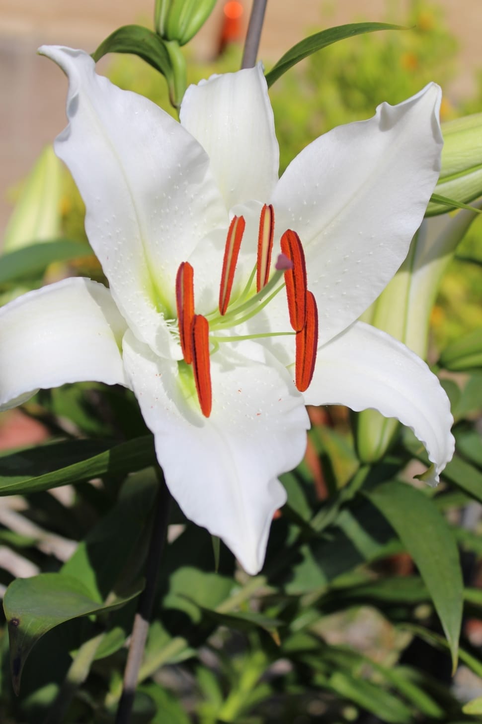 white and orange flower with green leaf preview