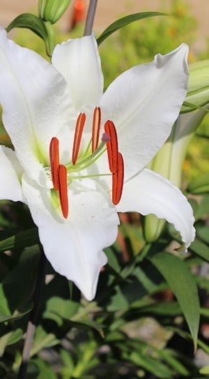 white and orange flower with green leaf thumbnail