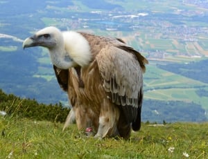 Vulture, Aas Face, Salzburg, Austria, bird, grass thumbnail