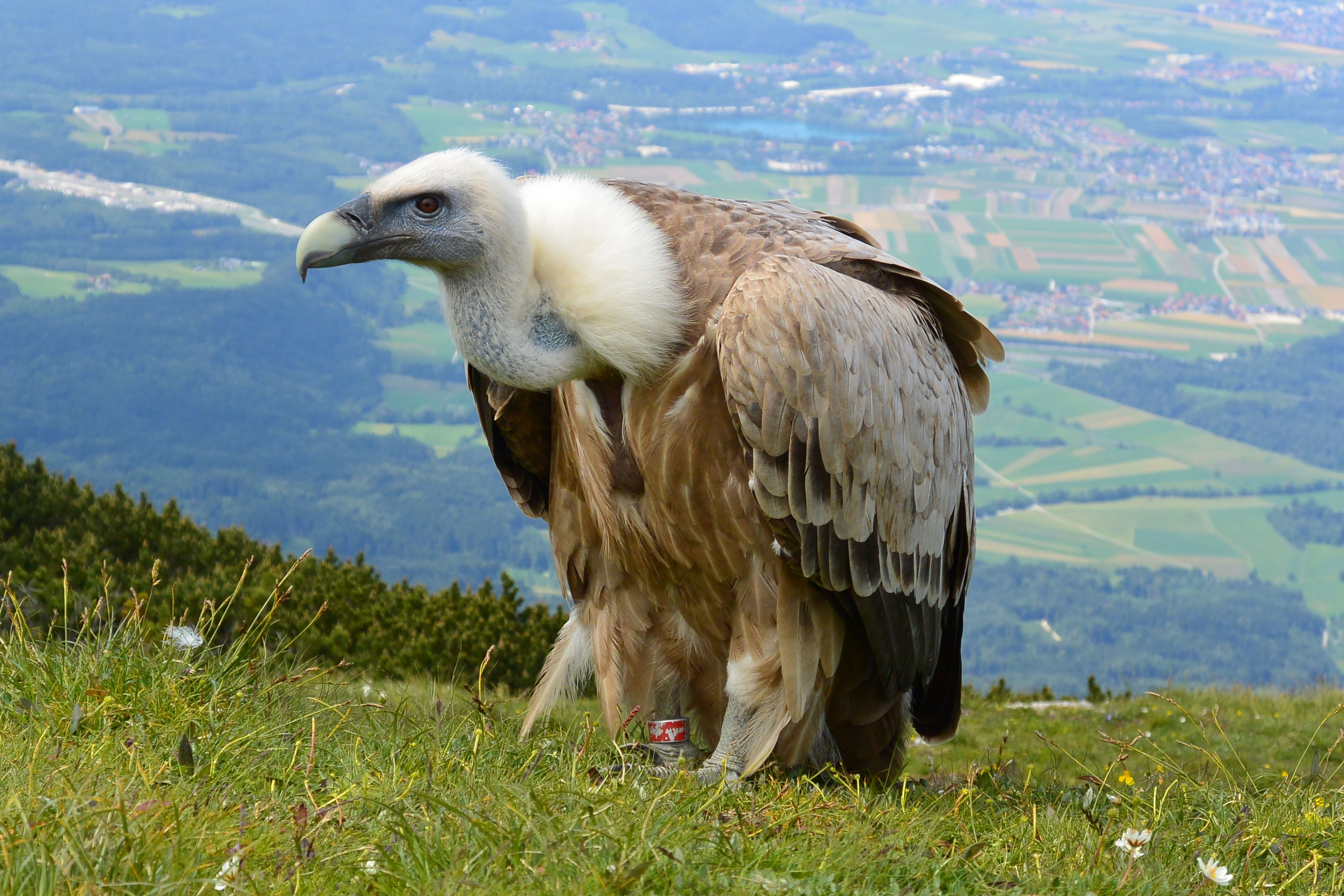Vulture, Aas Face, Salzburg, Austria, bird, grass