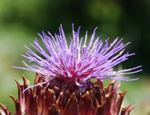 purple pincushion flower thumbnail