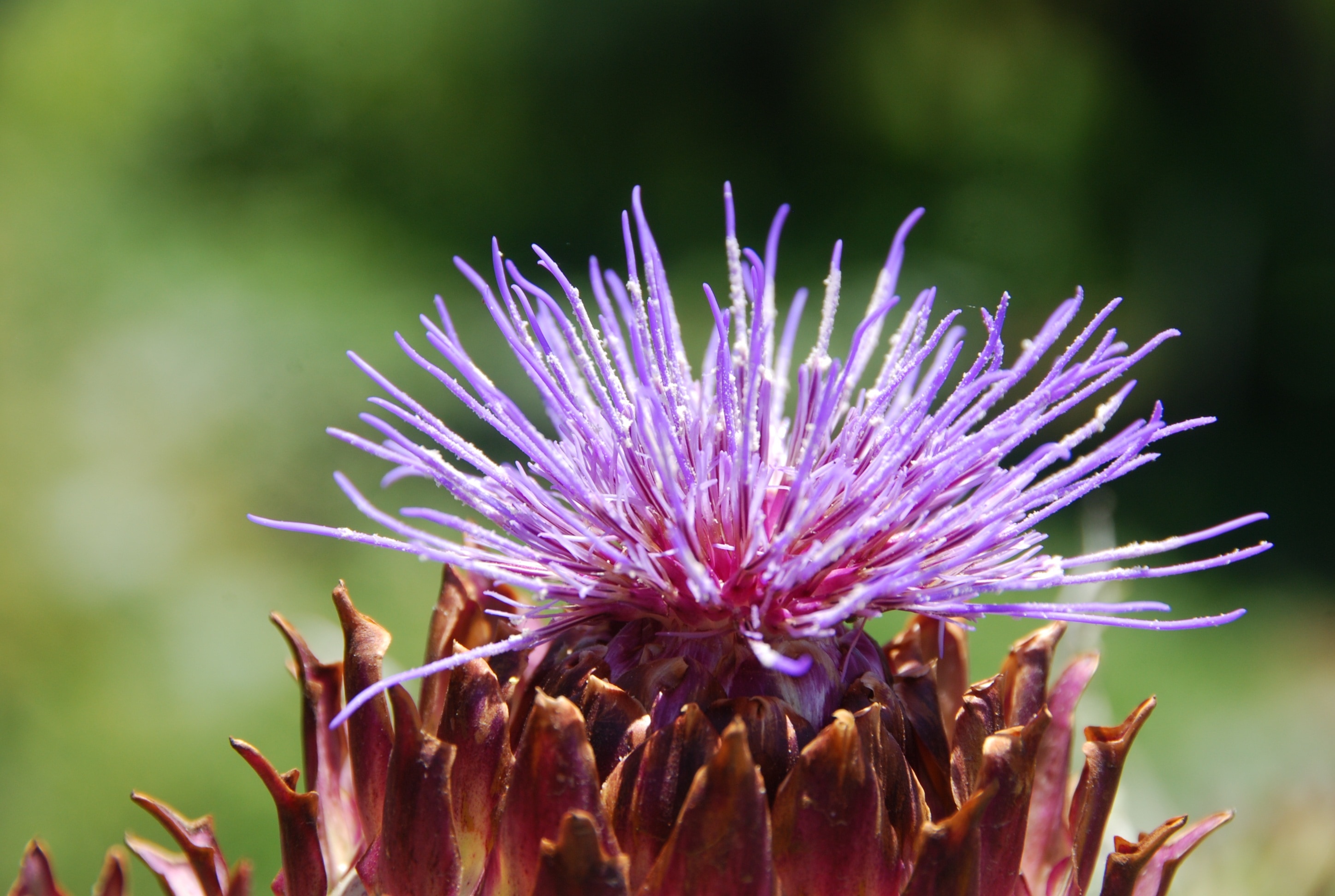 purple pincushion flower