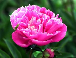 closeup photography of pink petal flower thumbnail