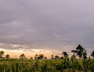 photo of a rice field under gray clouds thumbnail