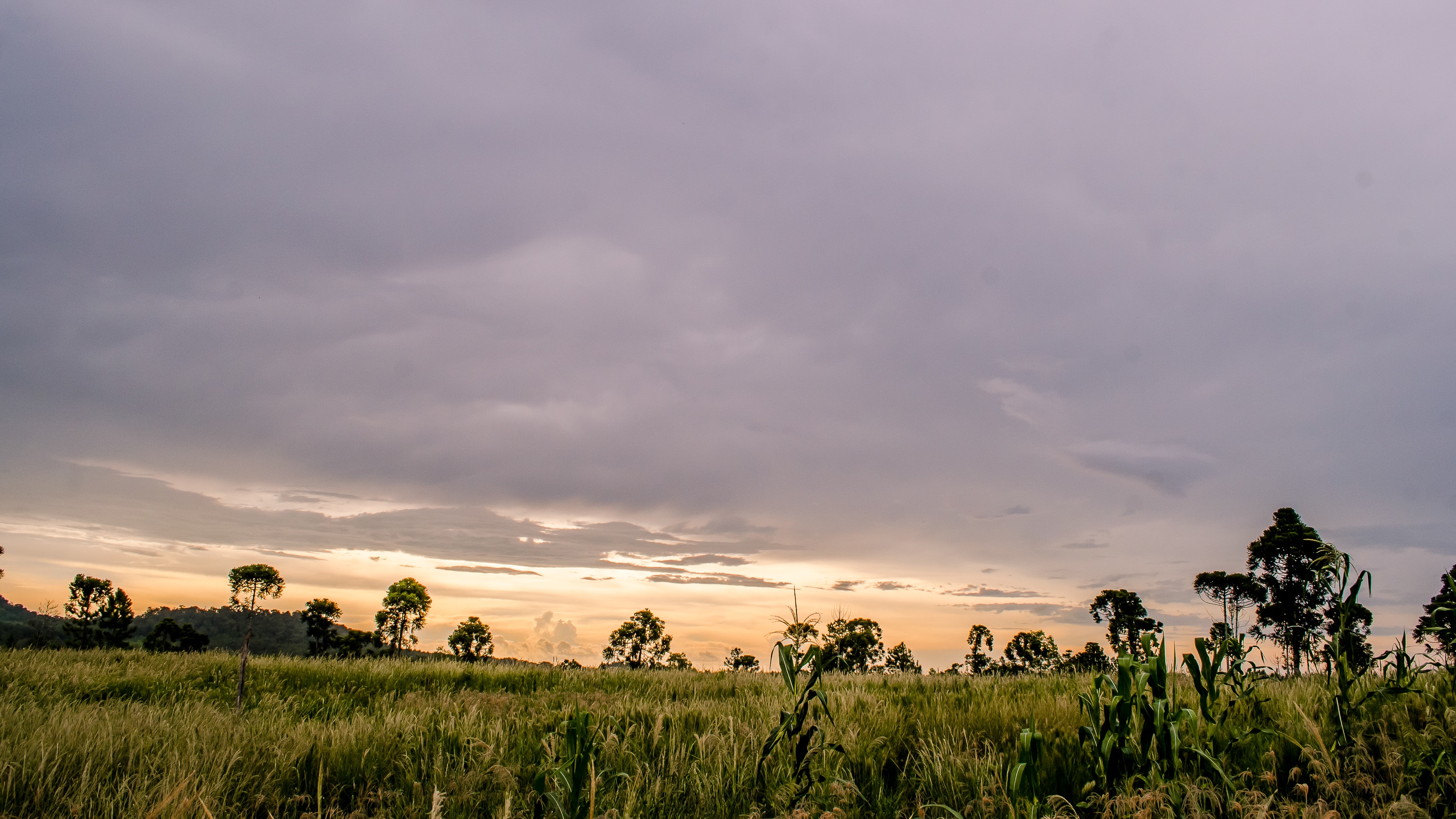 photo of a rice field under gray clouds