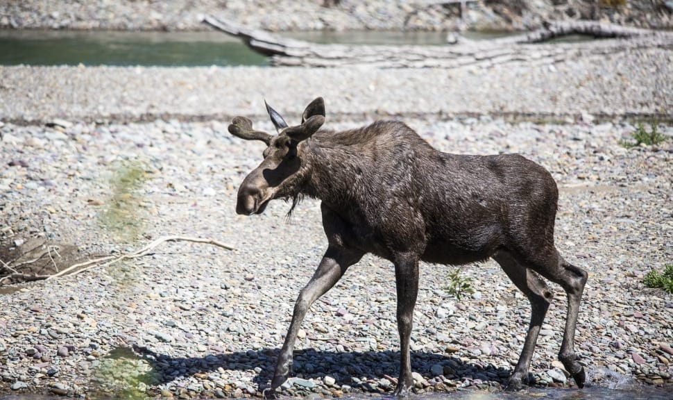 brown moose walking beside lake during daytime preview