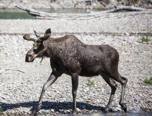 brown moose walking beside lake during daytime thumbnail