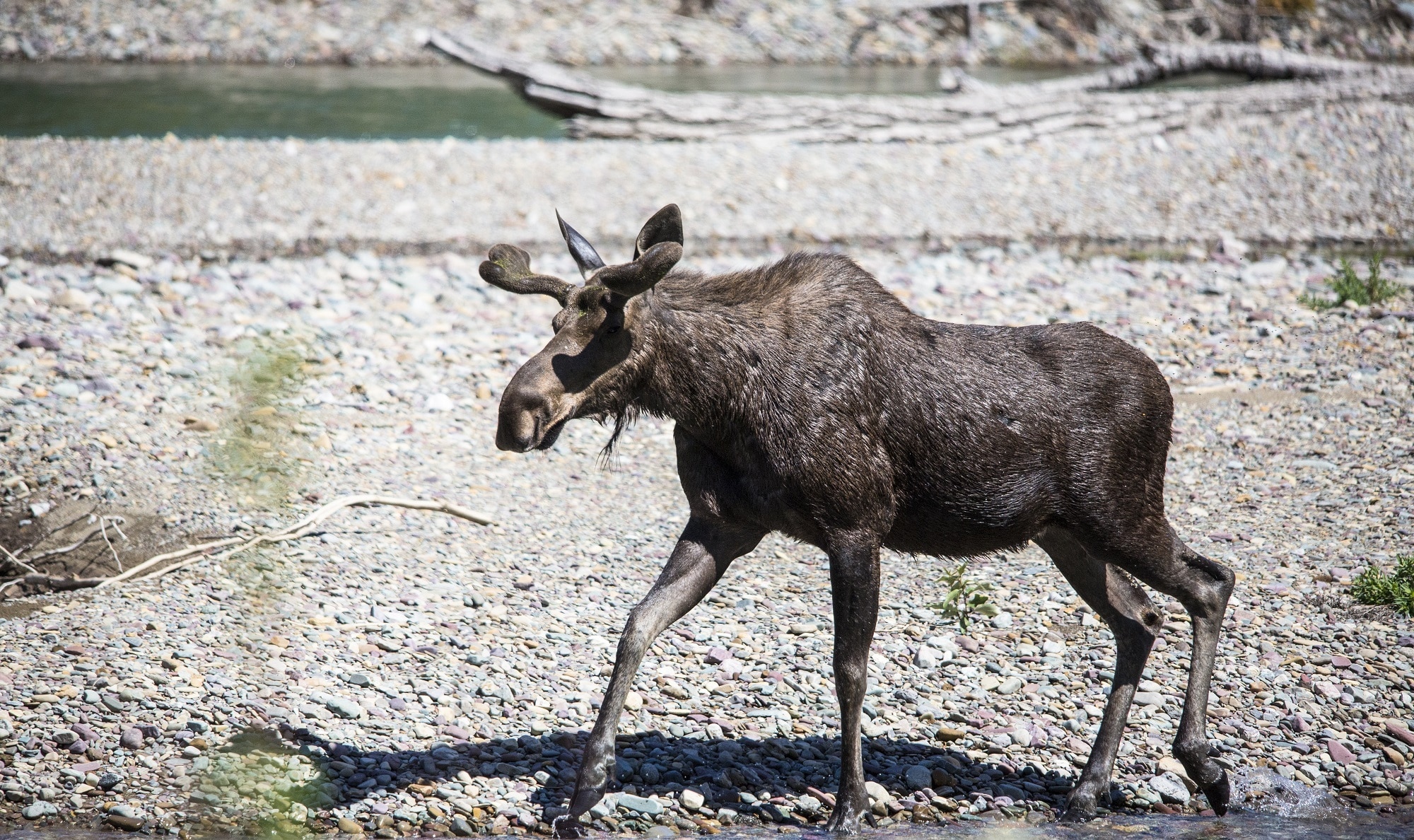 brown moose walking beside lake during daytime