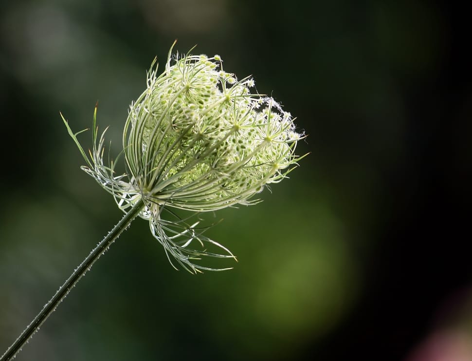 selective focus photo of white chives flower preview
