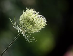 selective focus photo of white chives flower thumbnail