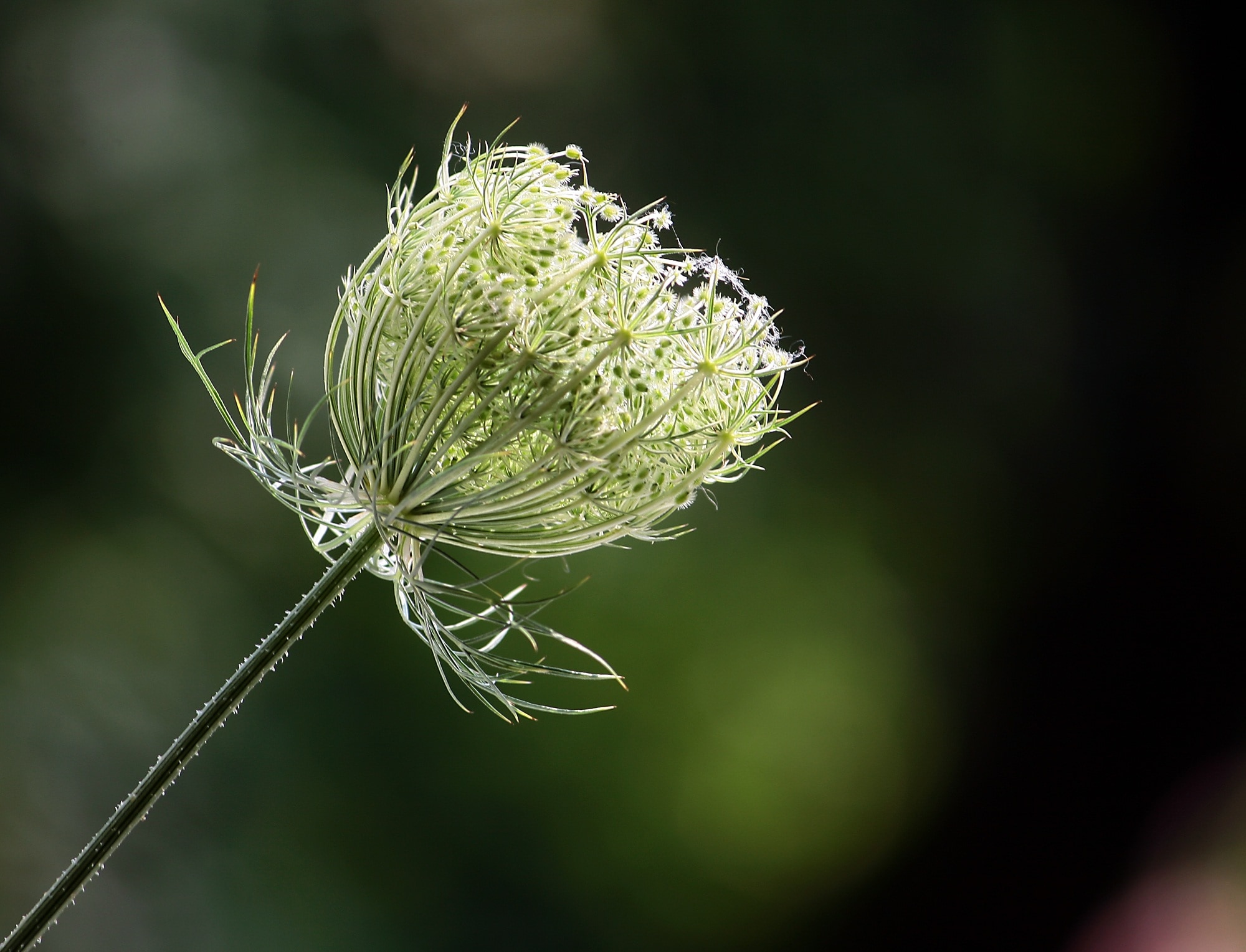 selective focus photo of white chives flower