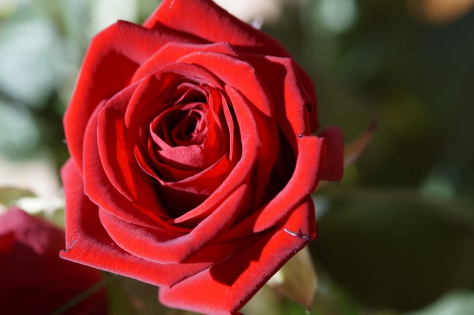 Rose, Red, Flower, Red Rose, Blossom, flower, rose - flower preview