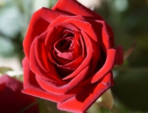 Rose, Red, Flower, Red Rose, Blossom, flower, rose - flower thumbnail
