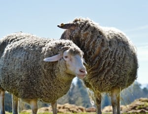 2 sheeps thumbnail