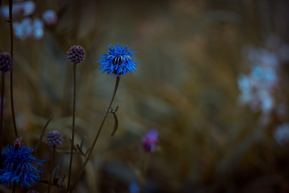 blue flower \ preview