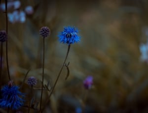 blue flower \ thumbnail