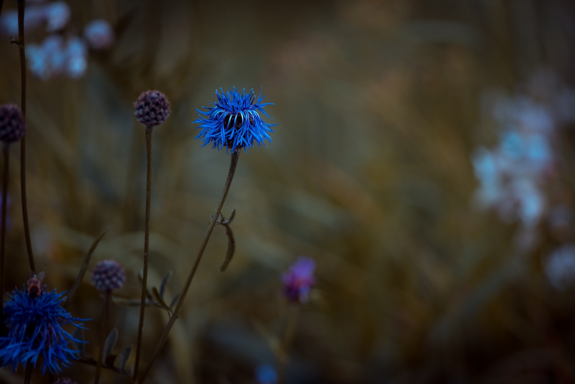 blue flower \