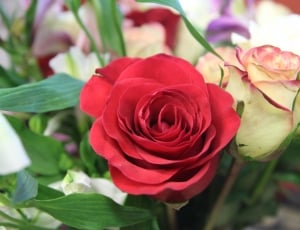 red and white rose flower at daytime thumbnail
