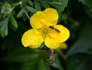 Insect, Flower, Nature, Garden, Plant, yellow, flower thumbnail