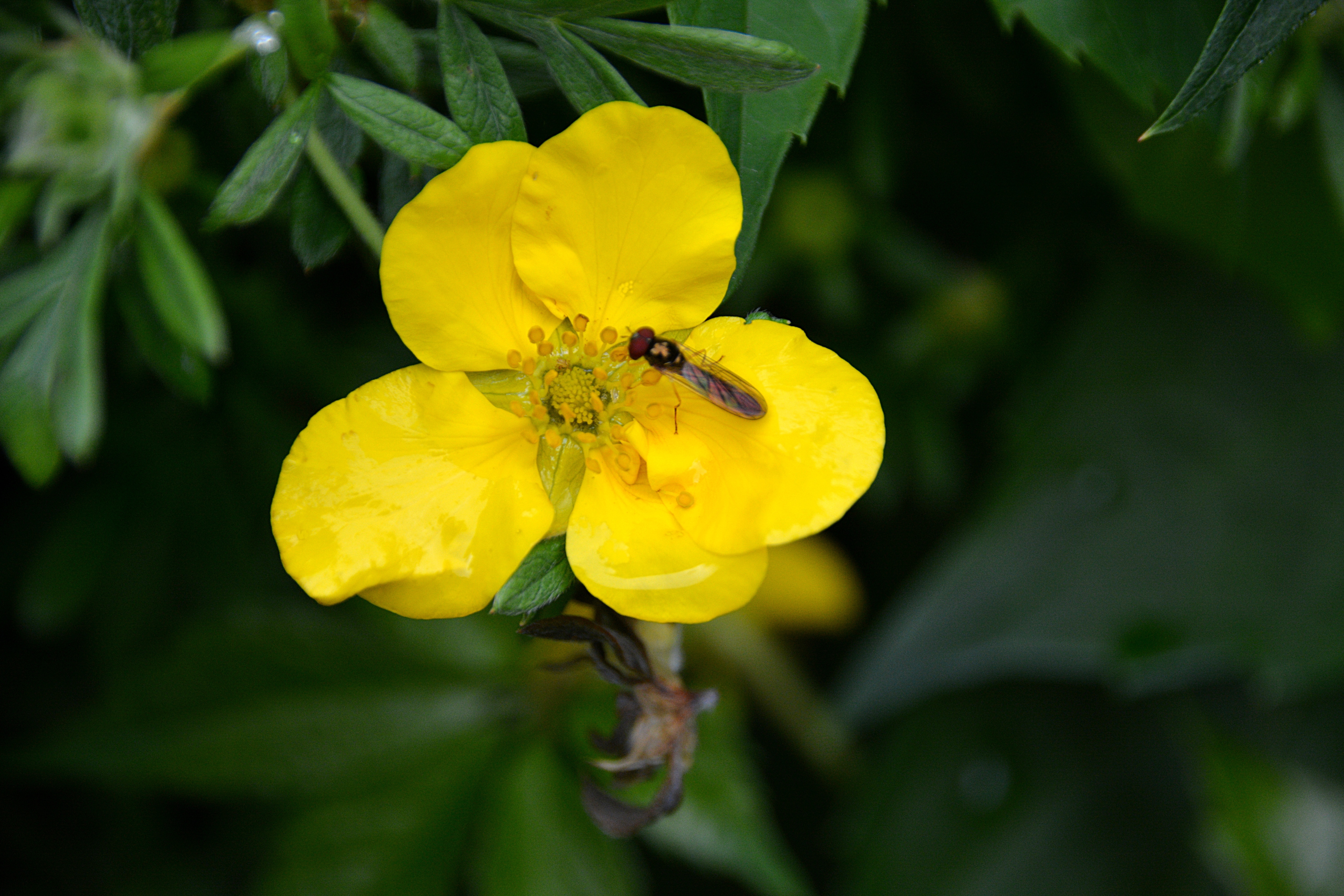 Insect, Flower, Nature, Garden, Plant, yellow, flower