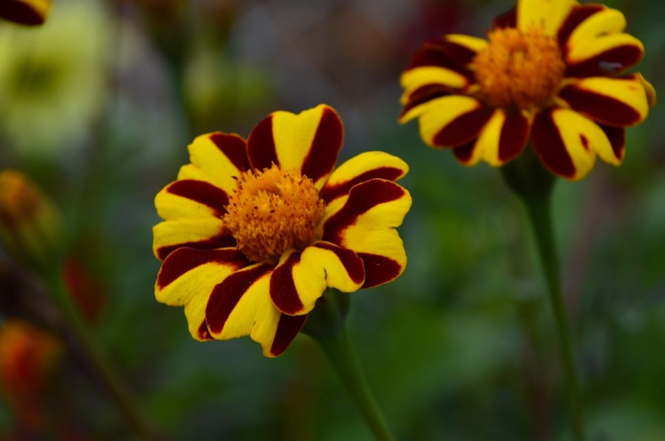 yellow and red gazania preview