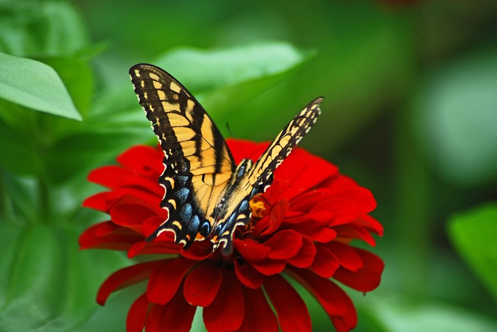 yellow and black butterfly perched on red petaled flower preview
