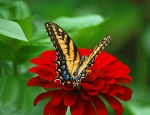 yellow and black butterfly perched on red petaled flower thumbnail