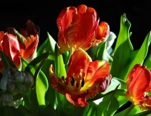 red tulips on focus photo thumbnail