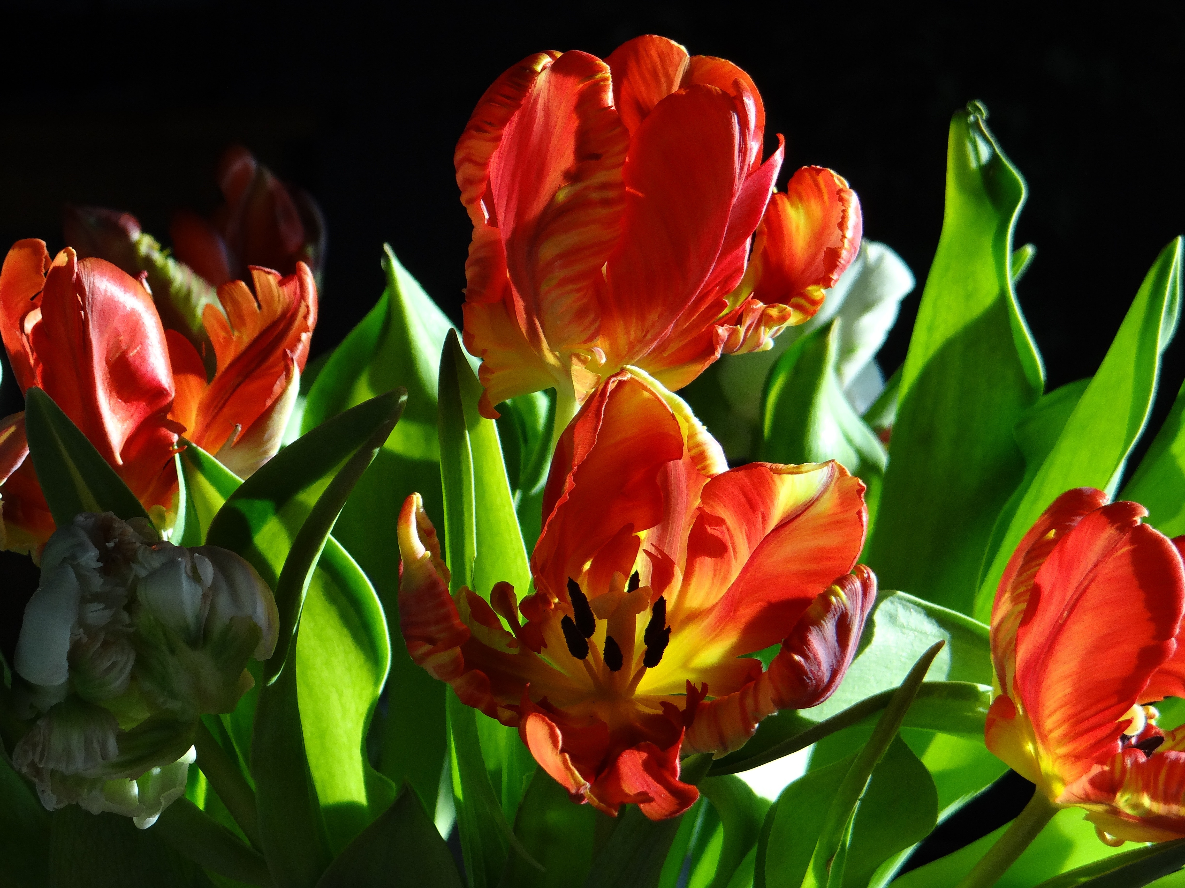 red tulips on focus photo