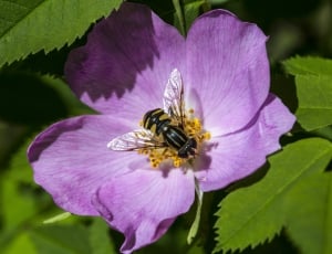hooverfly on purple petaled flower thumbnail