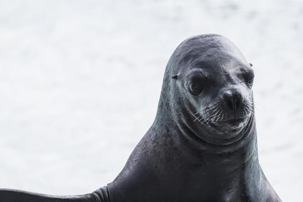 grayscale photography of seal preview