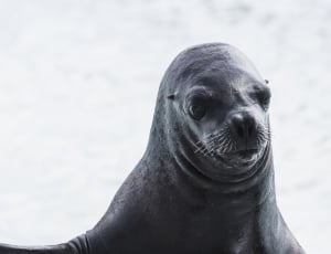 grayscale photography of seal thumbnail