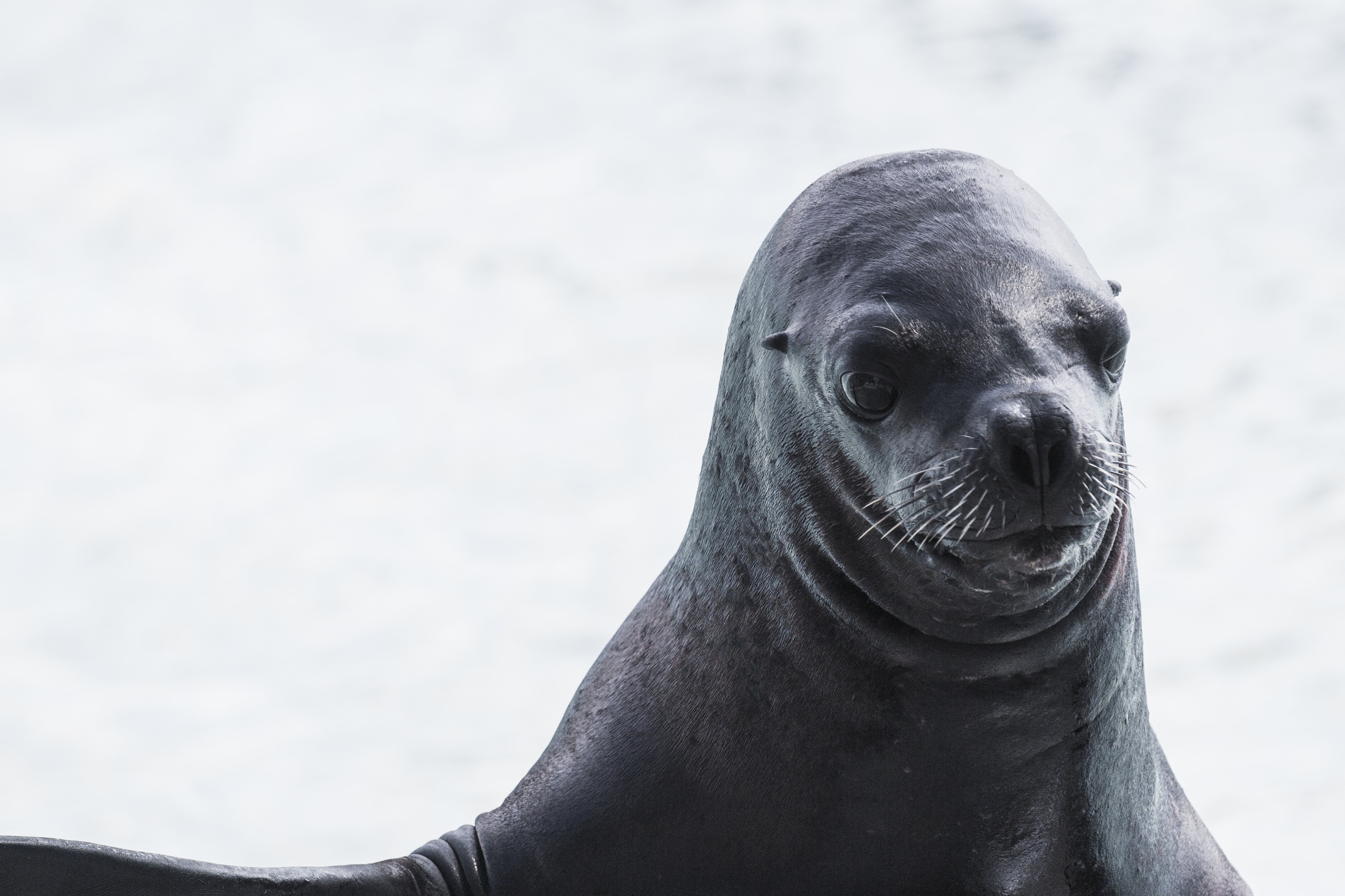 grayscale photography of seal