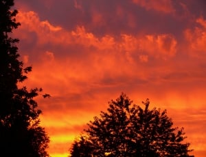 silhouette of tree under orange sky thumbnail