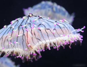 white purple black multi color jelly fish thumbnail