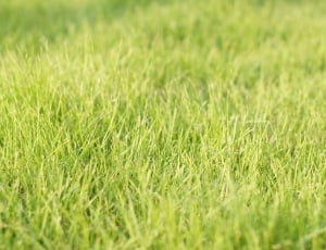 Green, Grass, Spring, Fresh, grass, field thumbnail