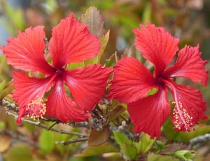 Wildflower, Flower, Hibiscus, red, flower thumbnail
