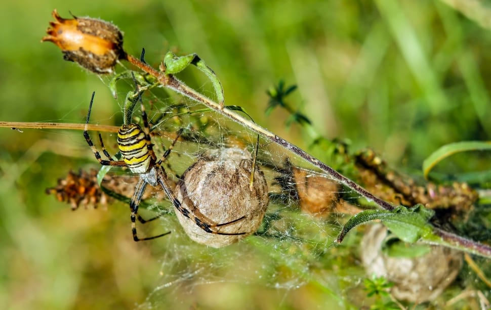 yellow and black garden spider preview