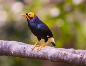 black, white, and yellow bird on wood branch during daytime thumbnail